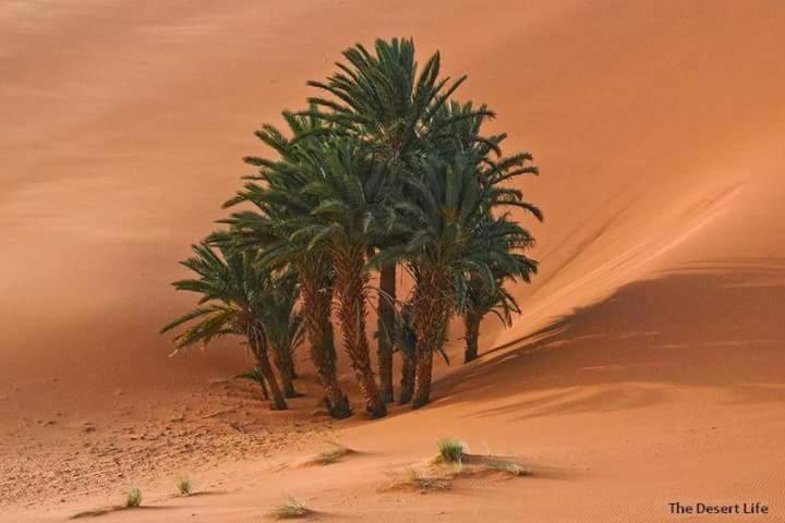 Bivouac Camel Trips Hotell Merzouga Eksteriør bilde